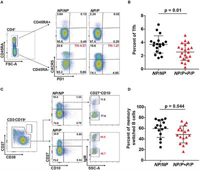 The TYK2-P1104A Autoimmune Protective Variant Limits Coordinate Signals Required to Generate Specialized T Cell Subsets